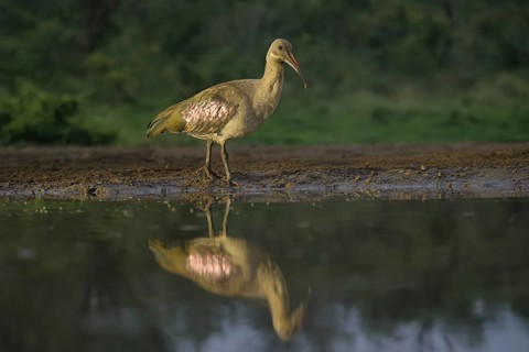 Hadada (Bostrychia hagedash) or Hadeda Ibis reflecting in water, Kwazulu Natal Province, South