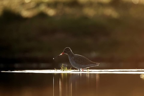 A solitary redshank wades through the serene waters at sunset in Puebla de BeleÃ±a, Spain. The bird