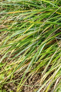 Green head grass (Sesleria heufleriana),  Germany