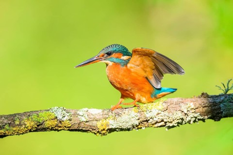 Common kingfisher (Alcedo atthis) sitting on a branch with autumncolours, wildife, Catalonia, Spain