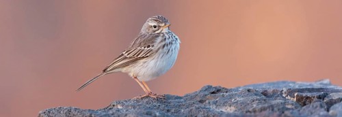Canary Island pipit, (Anthus bertheloti) Songbird, family of stilts and pipits, Fuerteventura,