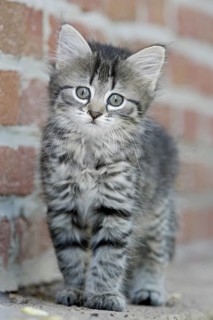 Domestic cat, Germany, tiger kitten standing in front of a brick wall, looks curiously with big