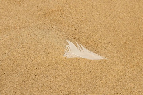 White feather on a sandy beach, Norfolk, England, United Kingdom
