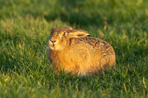 European brown hare (Lepus europaeus) adult animal in a farmalnd cereal field, England, United