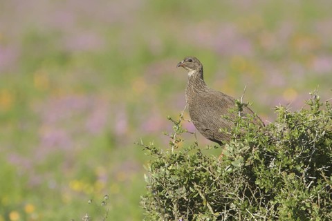 Cape Spurfowl (Pternistis capensis), Western Cape, South Africa