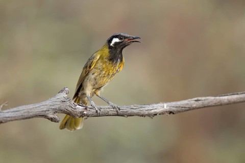 White-eared Honeyeater (Nesoptilotis leucotis) perched on a branch, Victoria, Australia