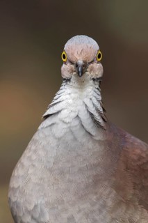 White-throated Quail-Dove (Geotrygon frenata) feeding on the forest floor in Colombia, South