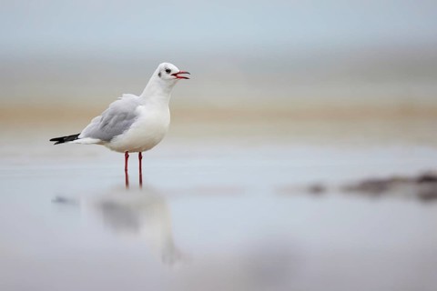 Black-headed Gull (Chroicocephalus ridibundus), Mecklenburg-Western Pomerania, Germany