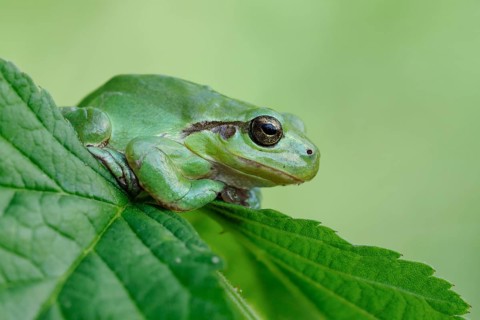 European Tree Frog (Hyla arborea) perchend on leaf, North Rhine-Westphalia, Germany