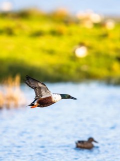 Northern Shoveler, Spatula clypeata, male in flight over marshes