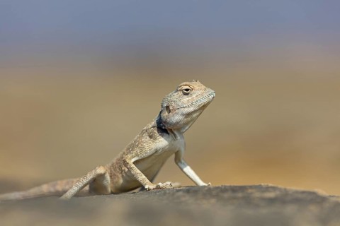 (Pseudotrapelus dhofarensis), Dhofar Desert Agama, agama, lizard, reptile, rock, agama species in