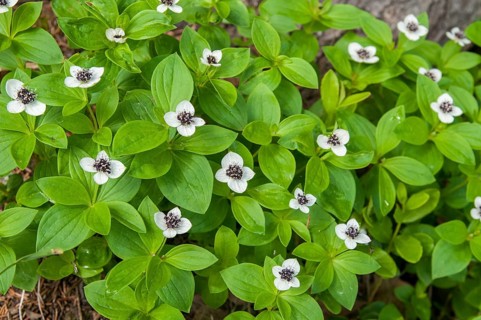 Cornaceae, Cornus suecica, Finland, dogwood, dogwood, Swedish dogwood, bunchberry, dwarf cornel,