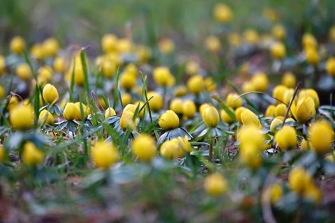 Winter aconites in a meadow, winter, Germany
