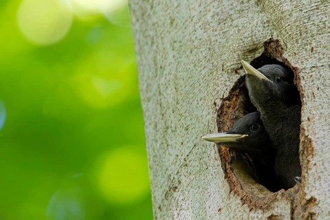 Black woodpecker, (Dryocopus martius), mTuiere, birds, woodpeckers, family of the true woodpeckers,