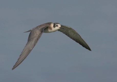 Black Tern (Chlidonias niger) flying, North Carolina, USA