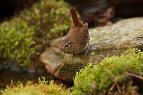 Eurasian Wren (Troglodytes troglodytes) at a waterhole, Rhineland-Palatinate, Germany