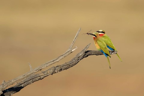 Witkapbijeneter met libel voor vrouwtj, White-fronted Bee-eater with dragonfly for female