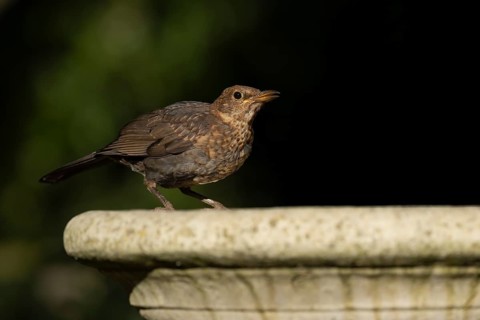 Eurasian blackbird (Turdus merula) adult female bird drinking on a garden bird water bath, England,