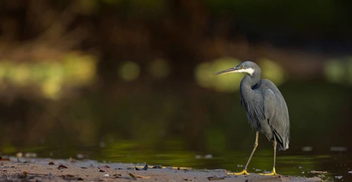 Great Egret, (Egretta gularis), foraging, Raysut, Salalah, Dhofar, Oman
