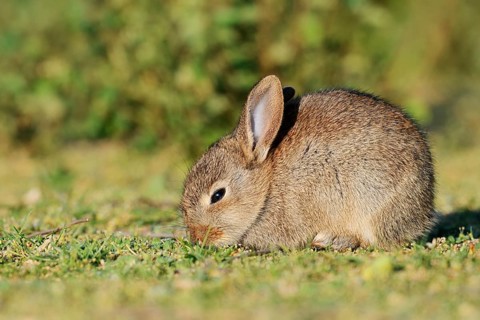Wild rabbit (Oryctolagus cuniculus), a young rabbit sitting in a meadow, North Rhine-Westphalia,