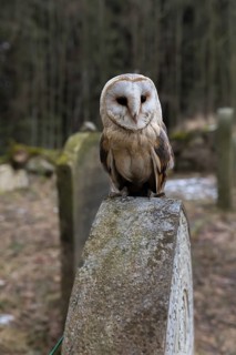 One barn owl (Tyto alba) perched on a very old gravestone in a forest. Green vegetation in the