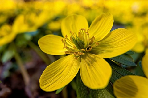 A close-up of a yellow spring flower appearing brightly in the sunlight, blooming winter aconites