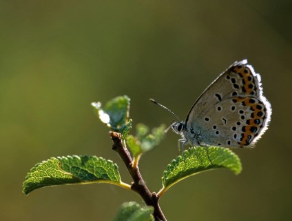 Crown pea blue, plebeius argyrognomon, Reverdin's blue, butterfly, insects, male, butterfly,