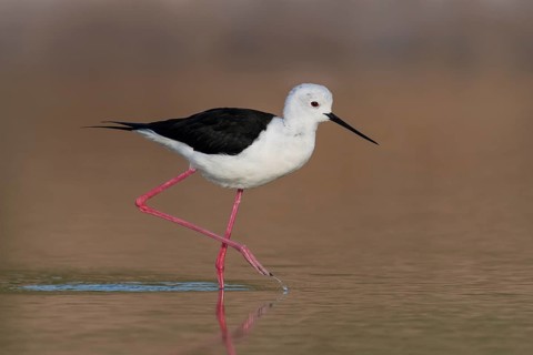 Black-winged Stilt (Himantopus himantopus) female foraging, Eilat, Israel