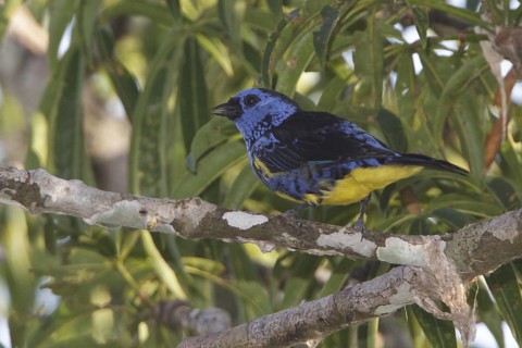 Turquoise Tanager (Tangara mexicana) perched on a branch in Ecuador, South America