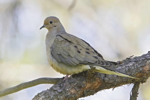 Mourning Dove (Zenaida macroura), Alberta, Canada