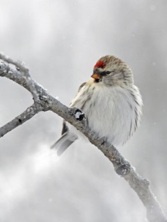 Arctic Redpoll (Acanthis hornemanni), Saskatchewan, Canada