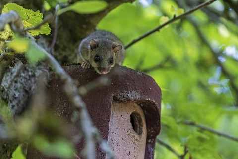 Dormouse (Glis glis), animals, mammals, dormice, nocturnal, rodents, sits on nesting box,