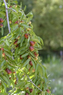 Chinese date (Ziziphus jujuba 'Lang'), Staatliche Lehr- und Versuchsanstalt für Gartenbau,
