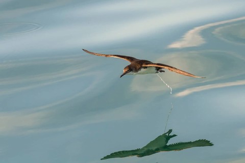 Yelkouan Shearwater (Puffinus yelkouan) flying, Tuscany, Italy