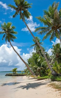Palm beach with tall coconut palms (Cocos nucifera) on the Pacific coast, Yap Island, Yap State,