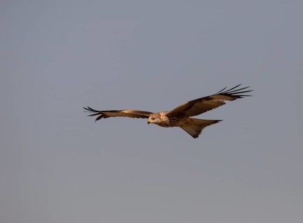 Red kite (Milvus milvus), Extremadura, Castilla La Mancha, Spain