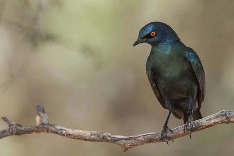 Cape Starling (Lamprotornis nitens), Northern Cape, South Africa