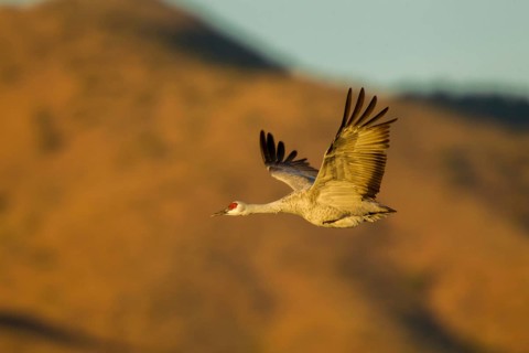 Sandhill Crane Grus canadensis Bosque del Apache National Wildlife Refuge, New Mexico, United