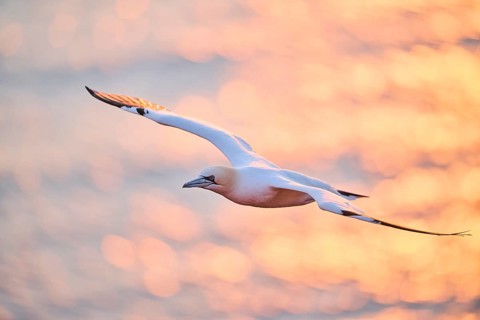 Northern gannet (Morus bassanus) flying over the sea at sunset, wildlife, Helgoland, Germany