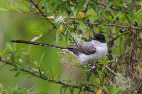 Fork-tailed Flycatcher (Tyrannus savana) perched on a branch in the Atlantic rainforest of
