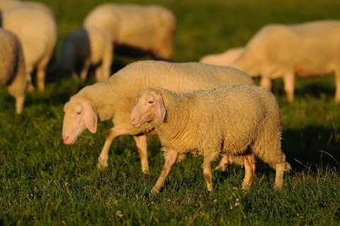 Two sheep walking side by side on a green meadow in the evening light, domestic sheep (Ovis