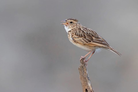 Singing bush lark (Mirafra cantillans), perching station, Tawi Atayr, Salalah, Dhofar, Oman