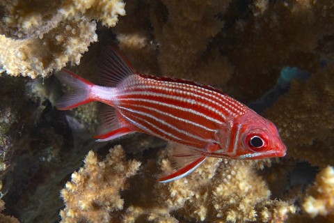 Diademed hussar (Sargocentron diadema)