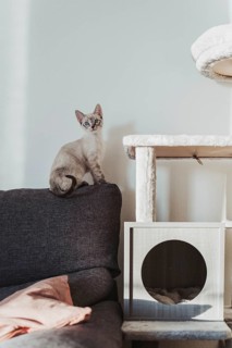 A curious kitten perches on a sofa next to a cat tree. Bathed in natural light, the playful feline