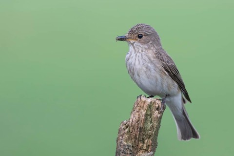 Spotted Flycatcher (Muscicapa striata) perched on a branch, Lower Saxony, Germany
