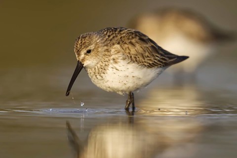 Dunlin (Calidris alpina) foraging, North Rhine-Westphalia, Germany