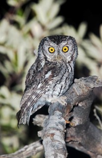 Whiskered Screech-Owl Otus trichopsis Madera Canyon, Santa Cruz County, Arizona, United States 17