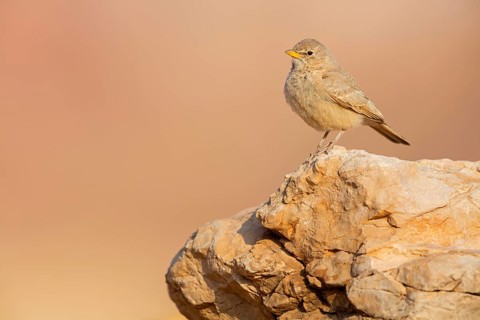 Steinlerche, Desert Lark, Ammomanes deserti, Ammomane isabelline, Terrera Sahariana