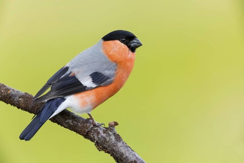 Bullfinch (Pyrrhula pyrrhula), animals, birds, finch family, Varanger Bird Park, Finnmark, Norway