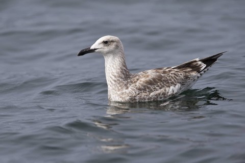Caspian Gull (Larus cachinnans) juvenile, Baltic Sea, Germany